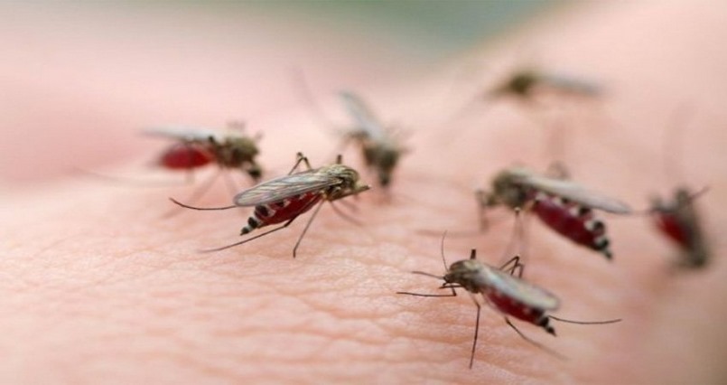 Dịch Vụ Diệt Muỗi Quận Tân Bình – Dịch Vụ Phun Muỗi
