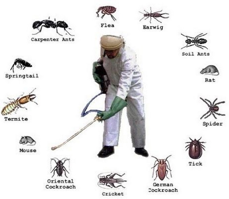 Công Ty Diệt Muỗi Quận 9 chuyên cung cấp dịch vụ diệt muỗi tại Quận 9
