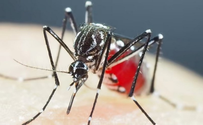 Dịch vụ Diệt Muỗi Q.11 - Chuyên Phun Thuốc Diệt Muỗi