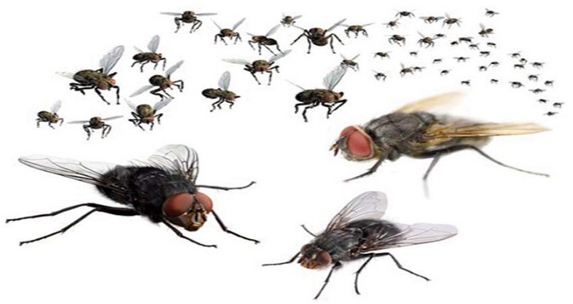 Ruồi là loài côn trùng chủ yếu gây ra các bệnh liên quan đến đường tiêu hóa nguy hiểm như dịch tả và thương hàn, kiết lị