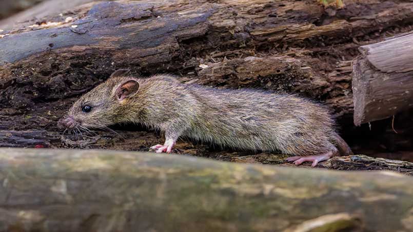 Chuột là loài vật nhỏ bé nhưng mang lại nhiều mối lo ngại cho con người vì tập quán phá hoại của chúng