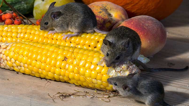 Loài Chuột là mối đe dọa rất lớn đối với tài sản và sức khỏe gia đình bạn.