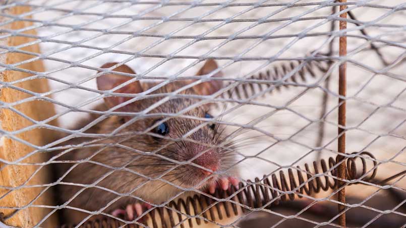 Các loại bẫy, thuốc diệt chuột đang được sử dụng phổ biến để xử lý chuột tại nhà, cơ quan,...