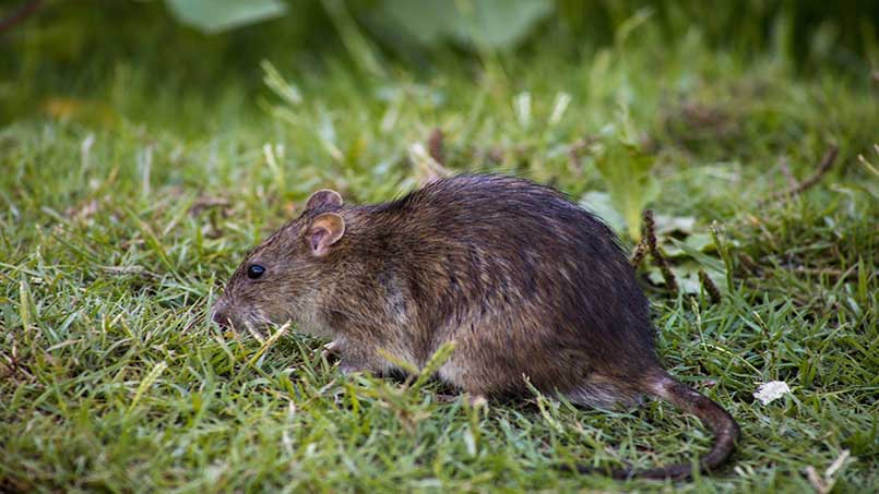 Sự phá hoại của loài chuột đã trở thành nỗi ám ảnh của nhiều hộ gia đình.