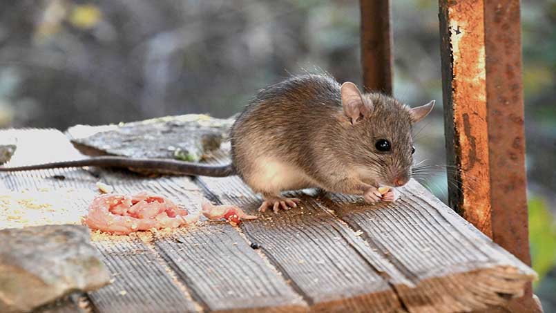 Loài chuột được đánh là rất tinh khôn và có tính cảnh giác cao dễ dàng né tránh các loại bây của con người.