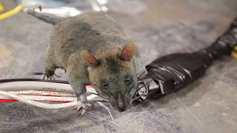 Chuột gây những thiệt hại to lớn, nguy hiểm tiềm ẩn đối với cuộc sống của con người.