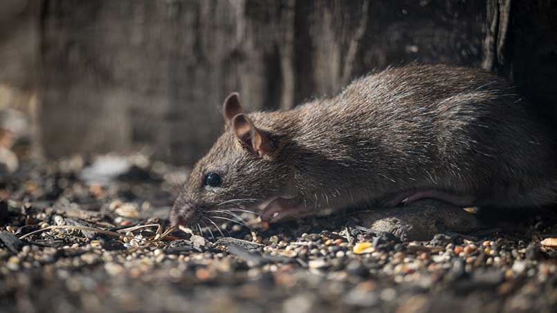 Chuột là nỗi ám ảnh với sự phá hoại của chúng. Xử lý chuột cũng gây nhiều khó khăn đối với nhiều hộ gia đình.