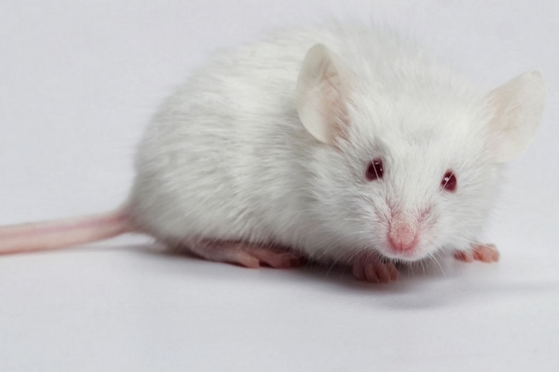 Dịch vụ diệt chuột tại quận Hóc Môn và đồng thời cung cấp thuốc chuyên diệt các loài chuột.