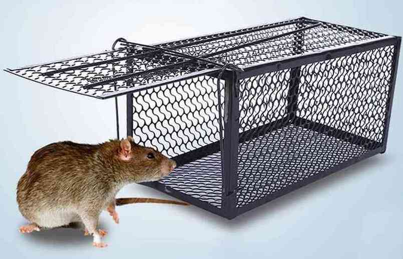 Công cụ diệt chuột