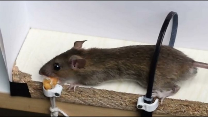 Phương pháp diệt chuột
