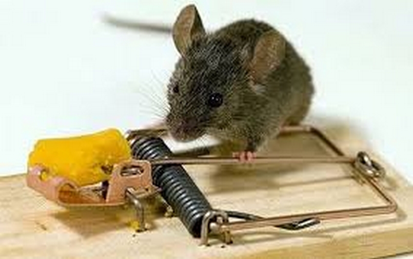 Phương pháp diệt chuột