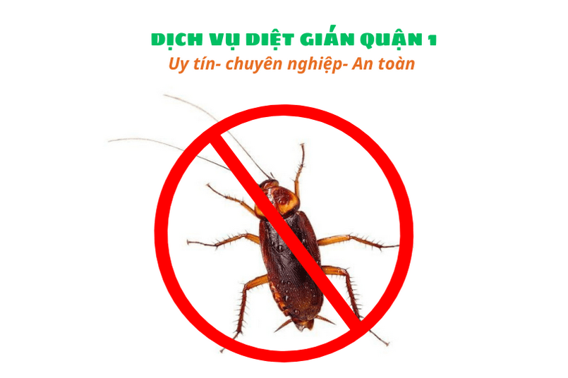 Dịch vụ diệt gián quận 1- Diệt côn trùng giá rẻ