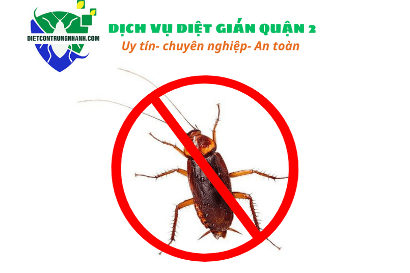 Dịch vụ diệt gián quận 2- Bảng báo giá dịch vụ (Tháng 04/ 2024)