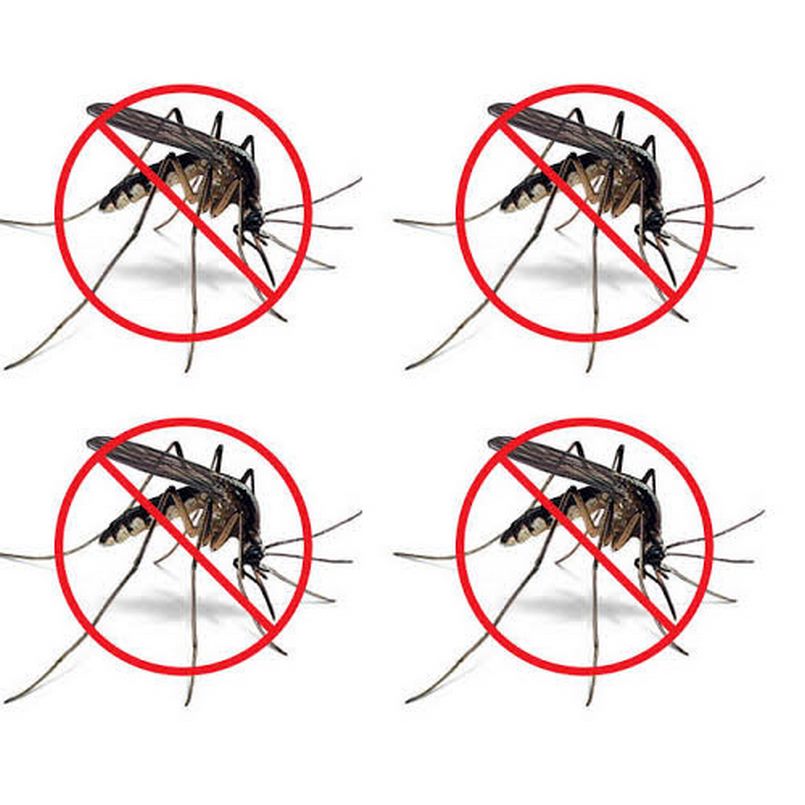 Tiêu diệt muỗi là việc làm cần thiết để giữ sức khỏe của bạn luôn khỏe mạnh