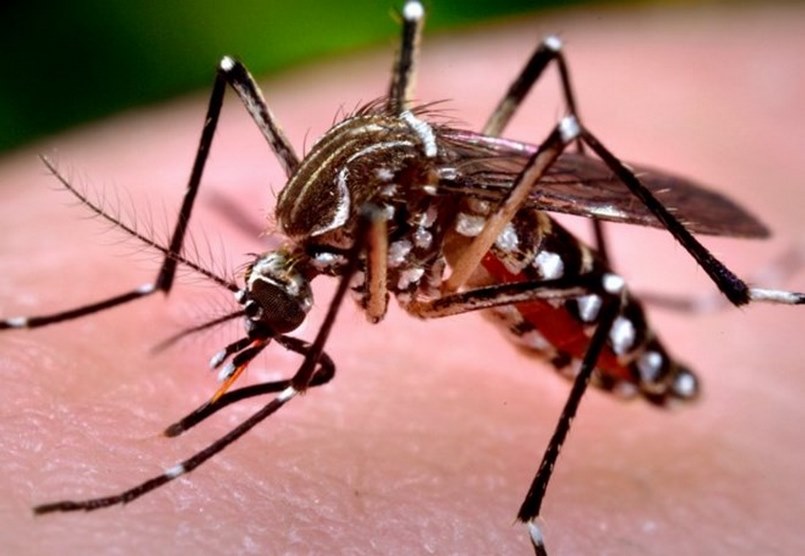 dịch vụ diệt muỗi quận Bình Thạnh