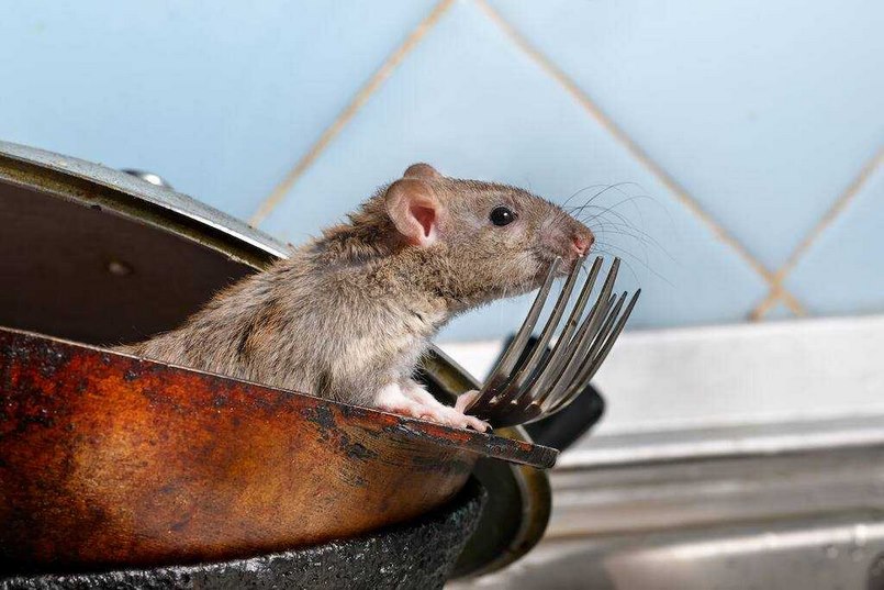 Khi chuột ăn phải thức ăn chứa chất độc