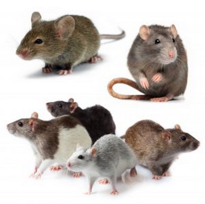 Công ty chuyên diệt các loại chuột ở khu vực quận Bình Chánh – Diệt chuột nhà ở, giá chi phí rẻ, uy tín