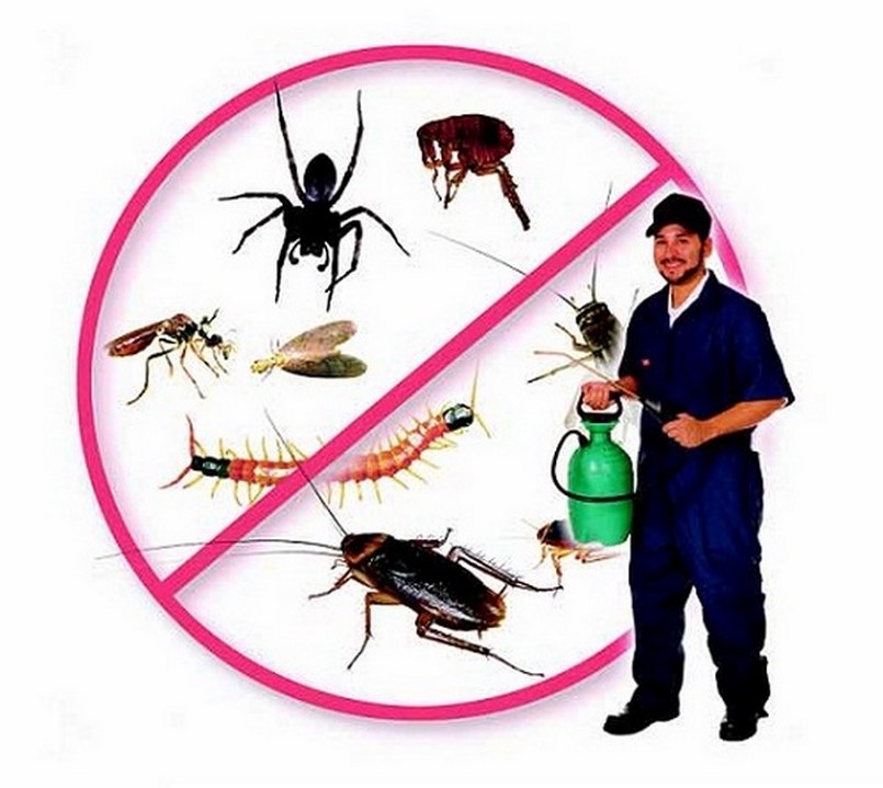 Dịch vụ diệt muỗi quận Bình Tân 