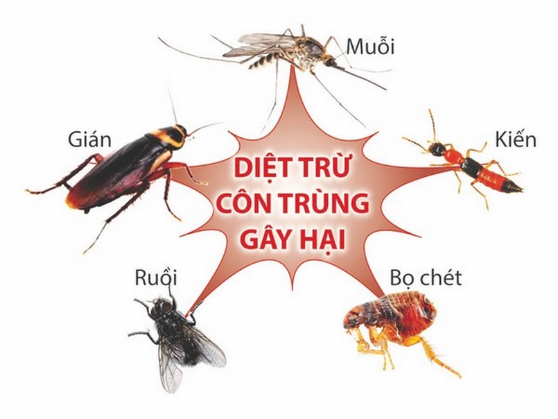 Dịch vụ diệt muỗi quận Bình Tân 