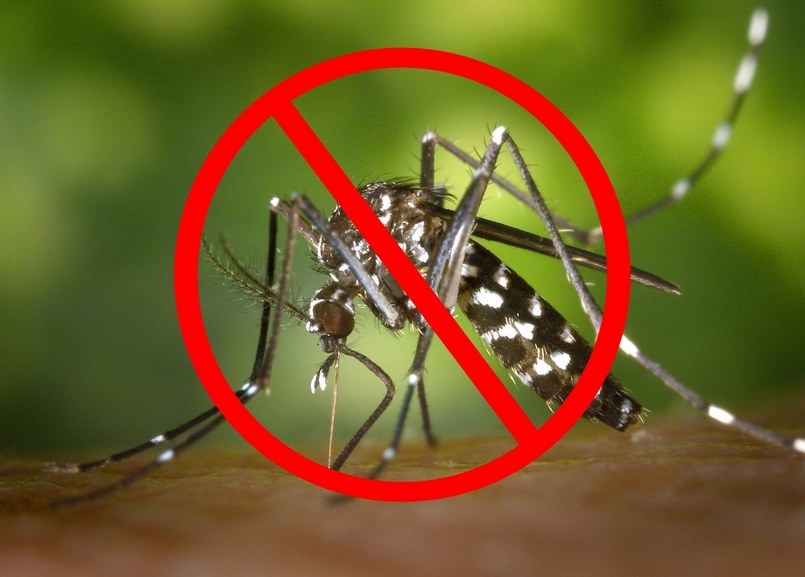 Diệt Muỗi Quận 2 – Bảng Giá Phun Muỗi Quận 2