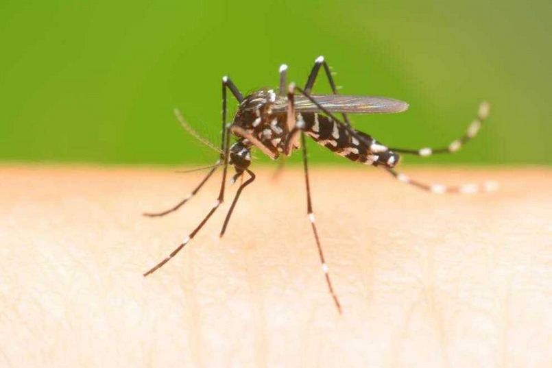 Dịch vụ diệt muỗi tại Quận 4