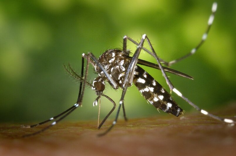 Dịch Vụ Diệt Muỗi Quận 6 - Cung Cấp Phun Muỗi Và Diệt Côn Trùng Tại Quận 6.