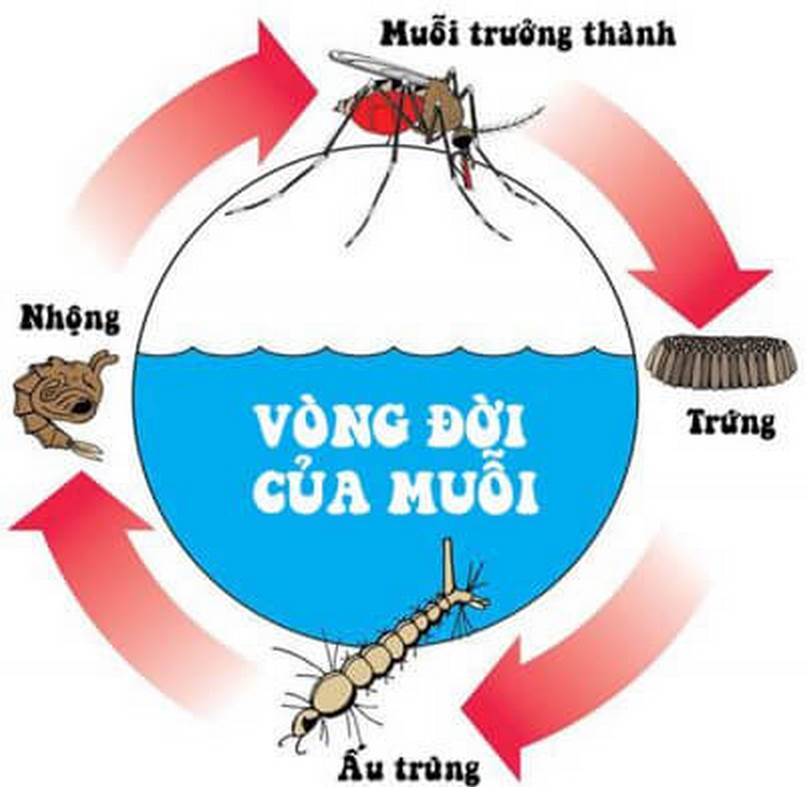 Dịch vụ diệt muỗi Hóc Môn 