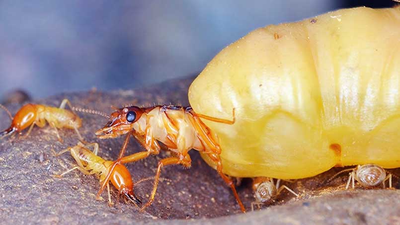 Mối là mối nguy hại khủng khiếp đối với những công trình, nhà cửa hay những đồ vật trong nhà