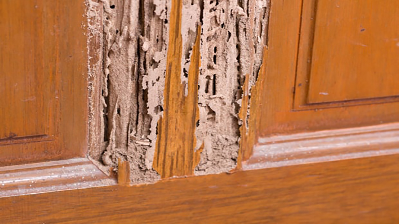 Cần phải lưu ý các thanh cột, đồ vật gỗ trong nhà bạn có bị mối ăn không nếu có cần xử lý kịp thời để tránh bị hư hỏng nặng nề có thể gây nguy hiểm khi sử dụng