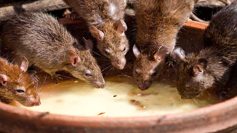 Chuột là loài có kích thước nhỏ bé chúng thường lẩn trốn vào các ngóc ngách, khe hỡ để qua mắt con người.