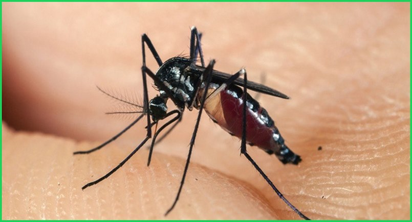Diệt Muỗi Quận Gò Vấp – Dịch Vụ Phun Muỗi Côn Trùng Quận Gò Vấp
